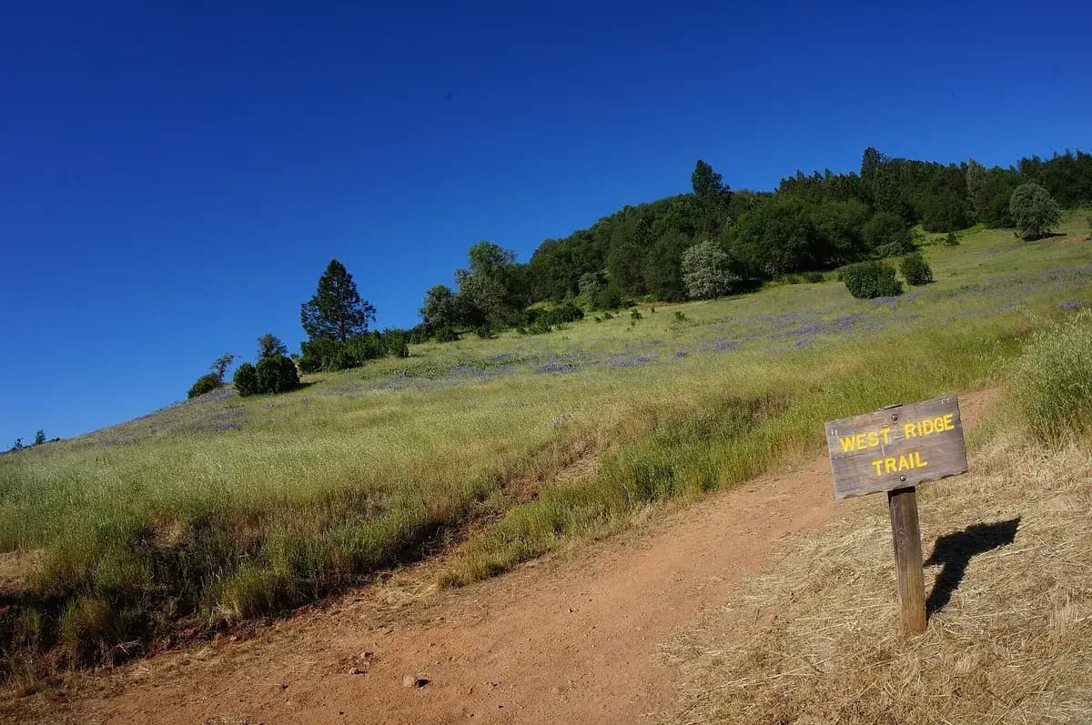 Rolling green hills on a California ranch