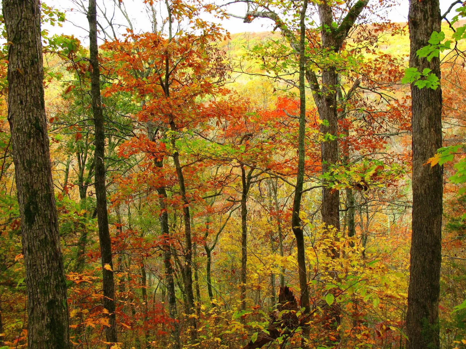Ozark Hardwood Mud & Trail photo 3